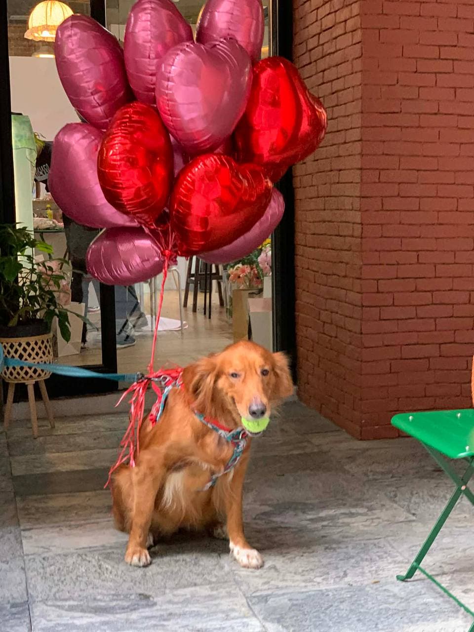 Dog with heart balloons at Summer Floral Studio